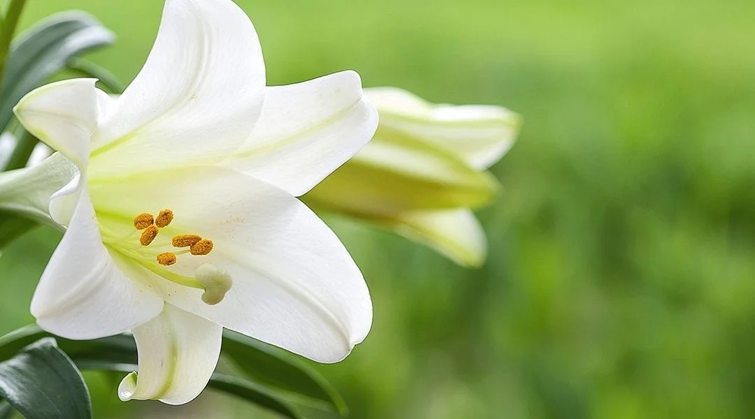 Easter Lilies - Grace Church